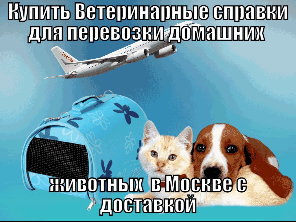 Ветеринарная Справка форма 1 для перевозки животных в Москве